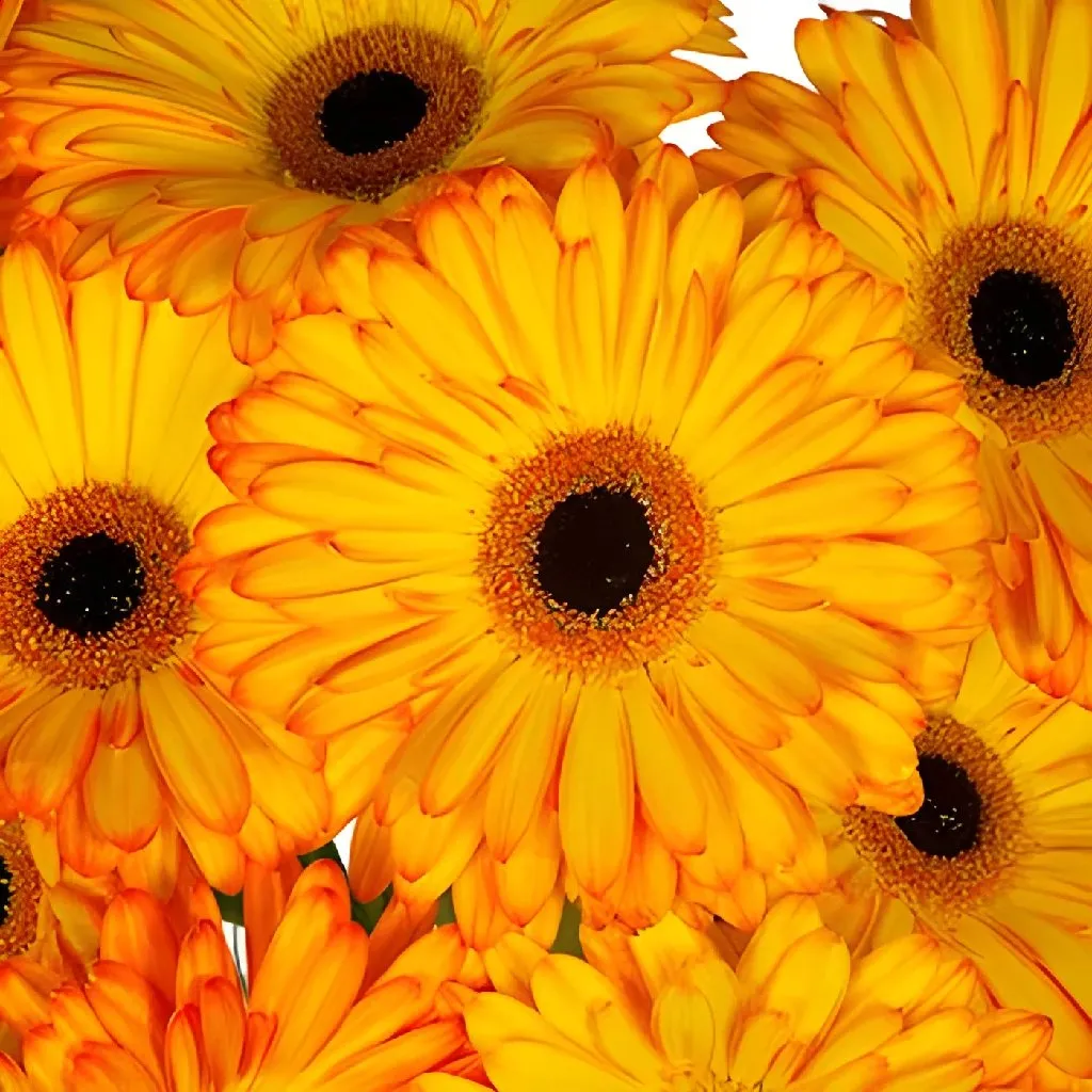 Yellow with Orange Brushstrokes Gerber Daisy